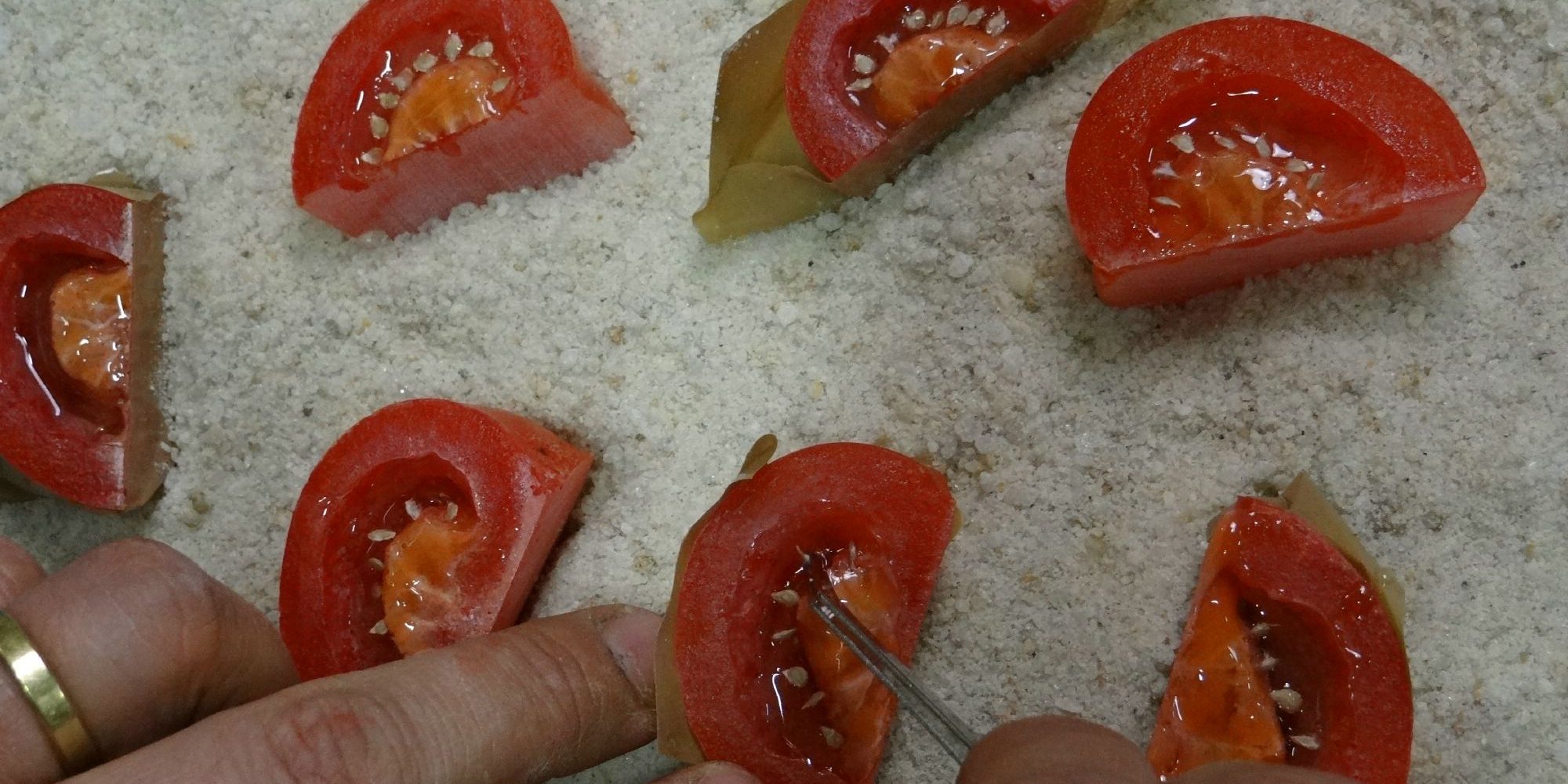 disposition des faux pépins dans les quartiers de tomates factices en résine