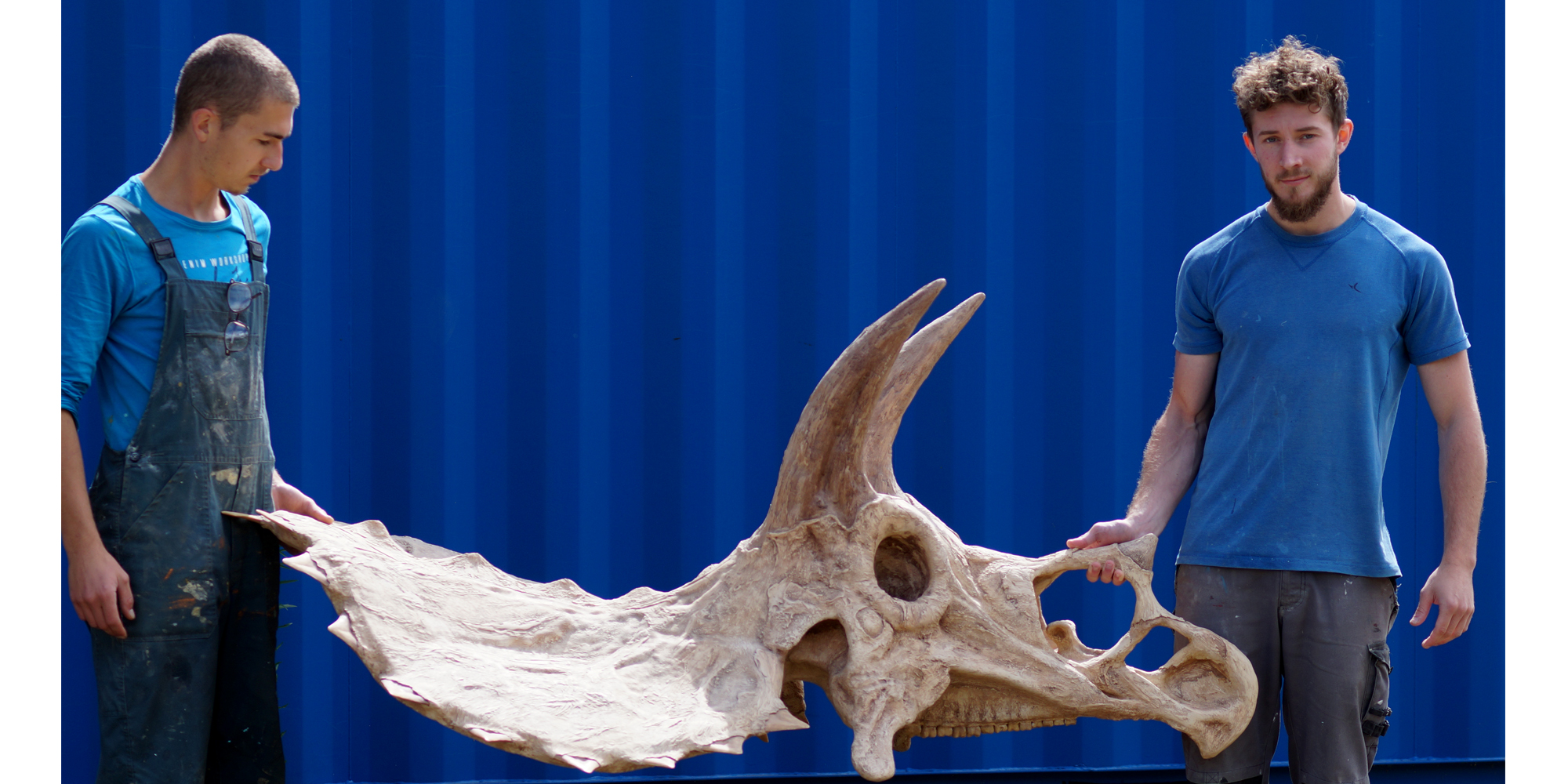 installation d'un fac-simile en résine de crâne de dinosaure fossile résistant et solide grâce à la structure en polystyrène