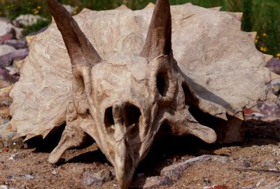 fac simile de crane de dinosaure fossile triceratops