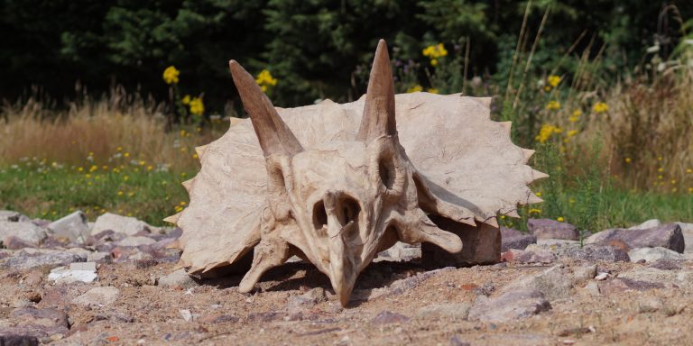 reconstitution fac simile de squelette crâne de dinosaure