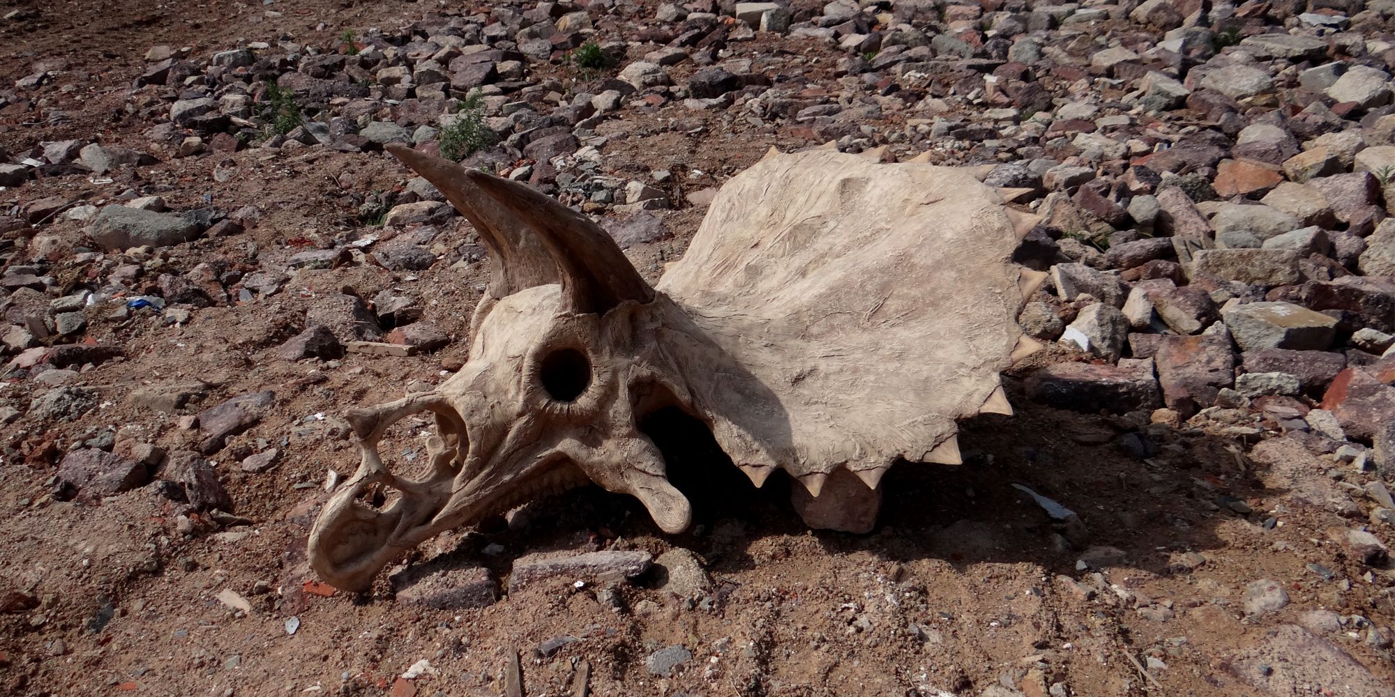 fac simile d'ossement fossile de tricératops dinosaure