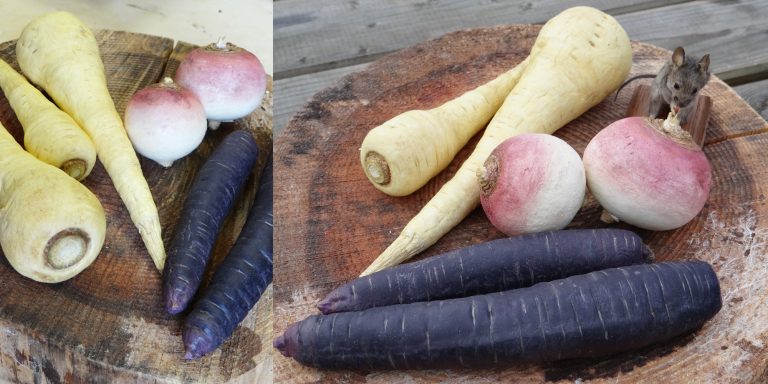 legumes anciens factices et souris empaillée pour scénographie de musée château