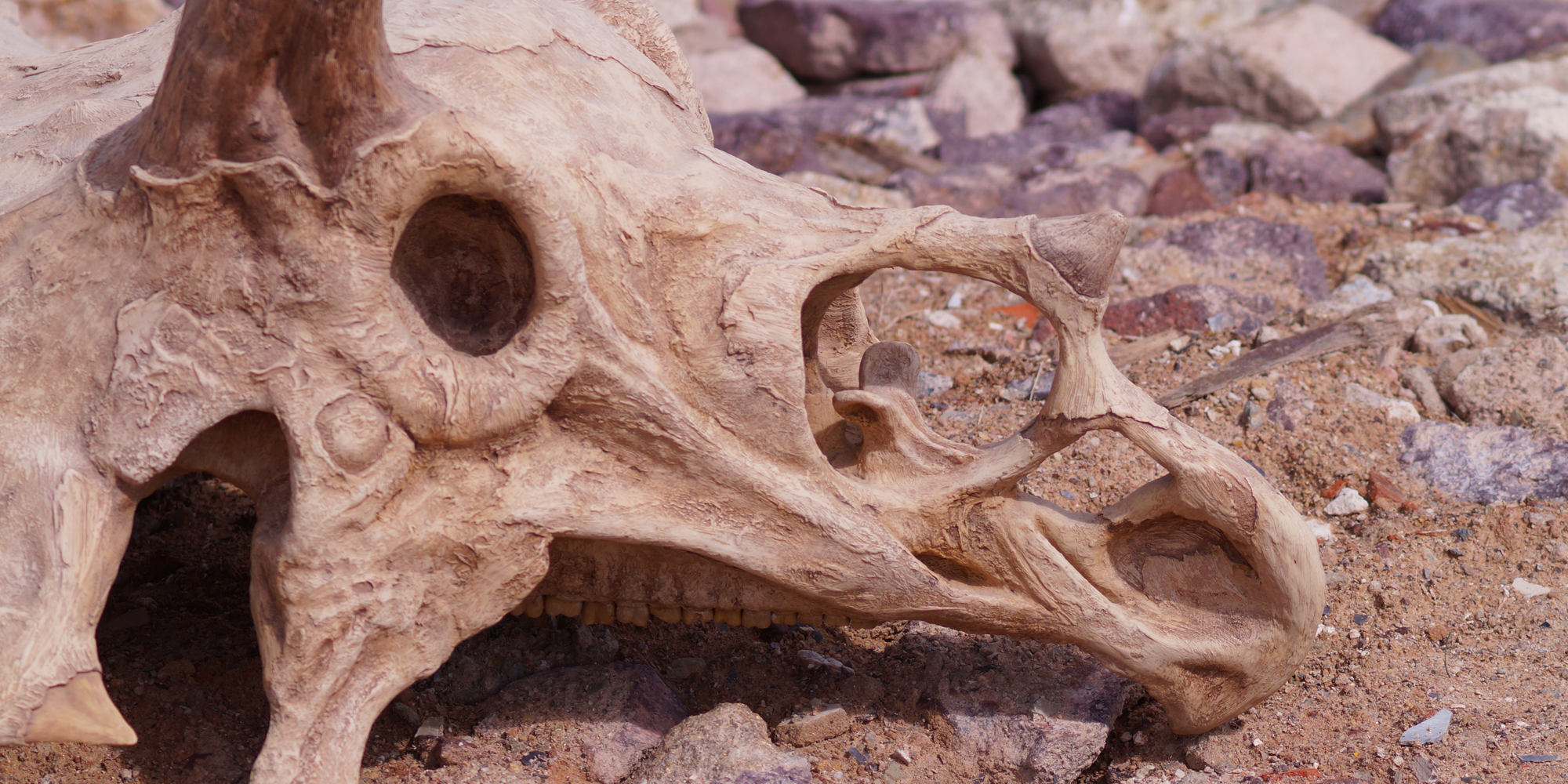 détail de sculpture de fossile pour exposition musée