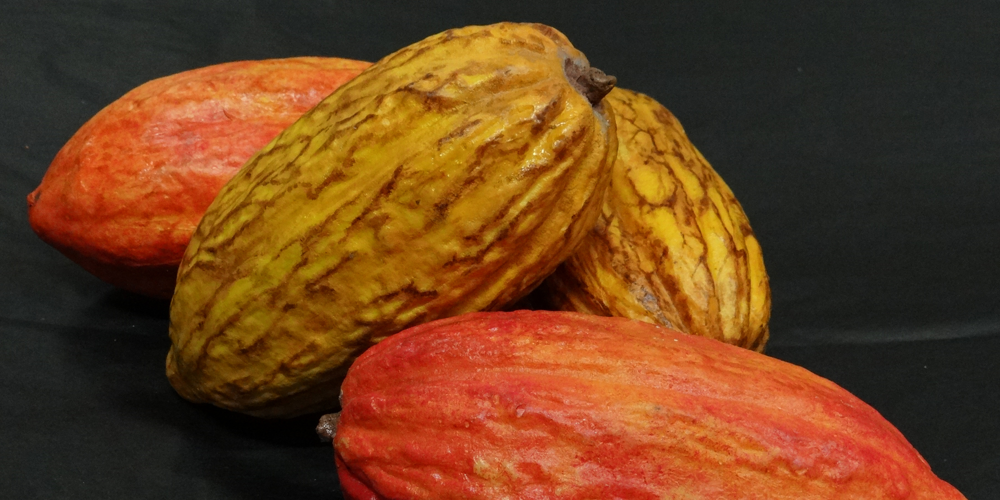 cabosses-cacao-factices-resine